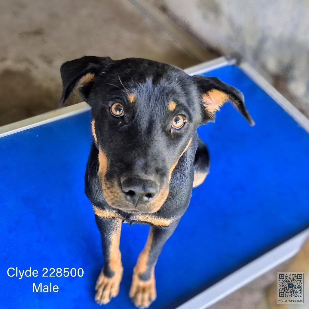 An adult medium-sized male Black Shepherd dog named Clyde for adoption in Edinburg, TX