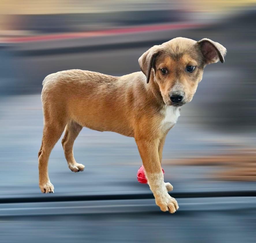 A baby medium-sized female Apricot / Beige Australian Cattle Dog / Blue Heeler dog named Layla for adoption in South Portland, ME