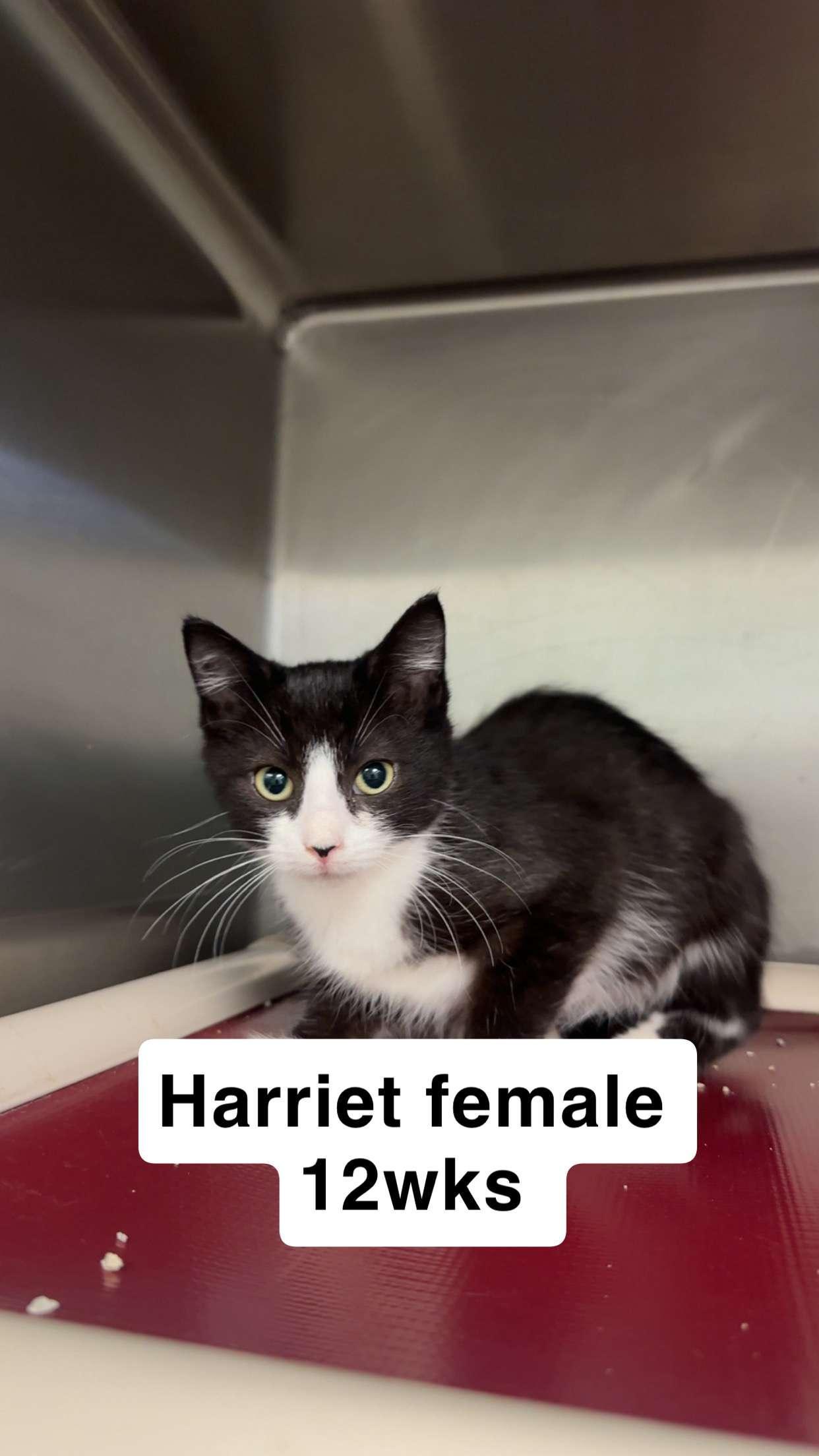 A baby medium-sized female Domestic Short Hair cat named Harriet for adoption in Amherst, VA
