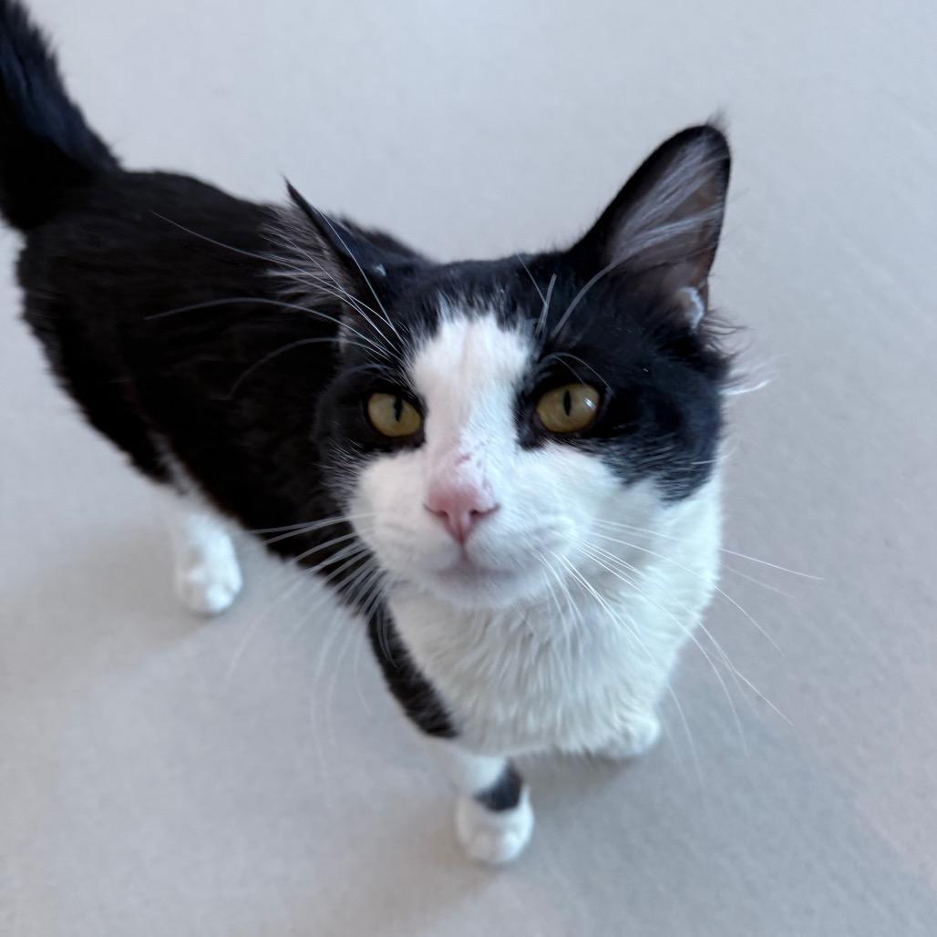 His Majesty Allistair Von