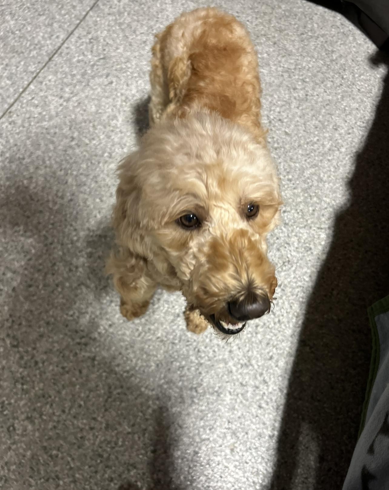 An adult small-sized female Apricot / Beige Goldendoodle dog named Willow. Mini for adoption in Antwerp, OH