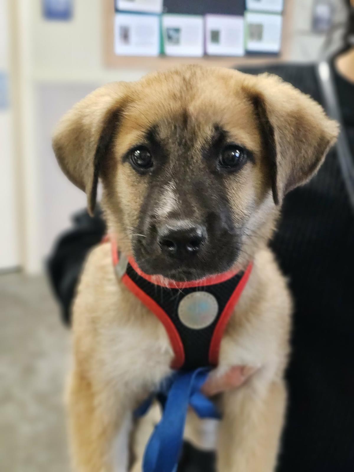 Found Stray: Peanut Butter