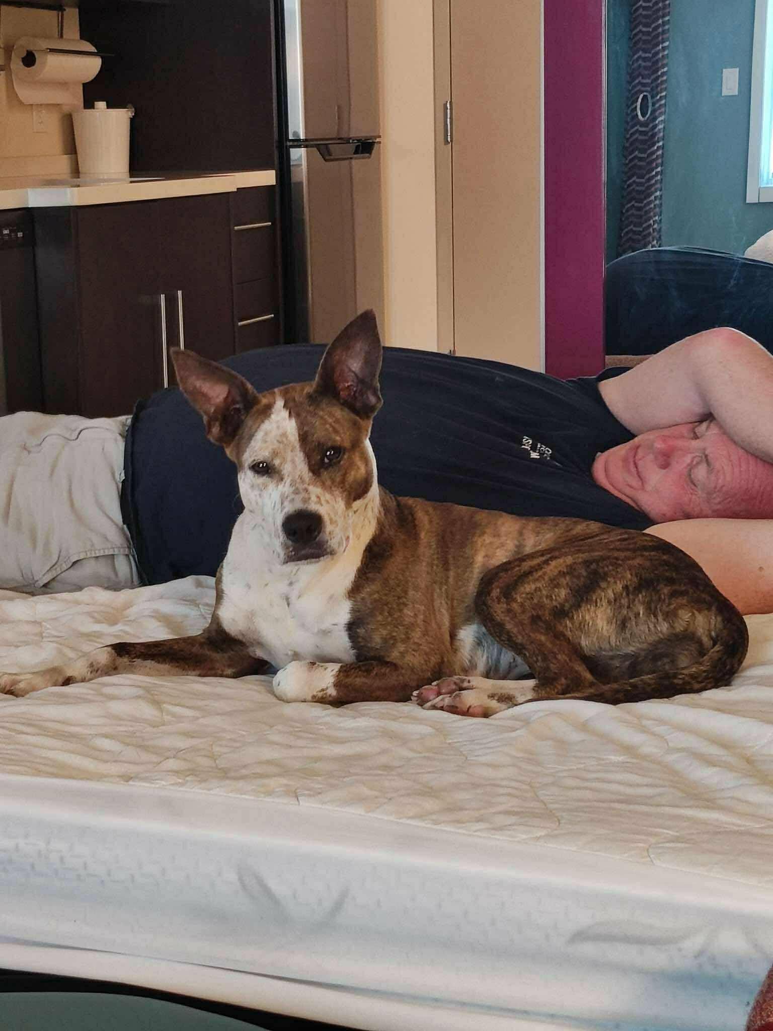 An adult medium-sized female Australian Cattle Dog / Blue Heeler dog named Bea for adoption in Wantagh, NY