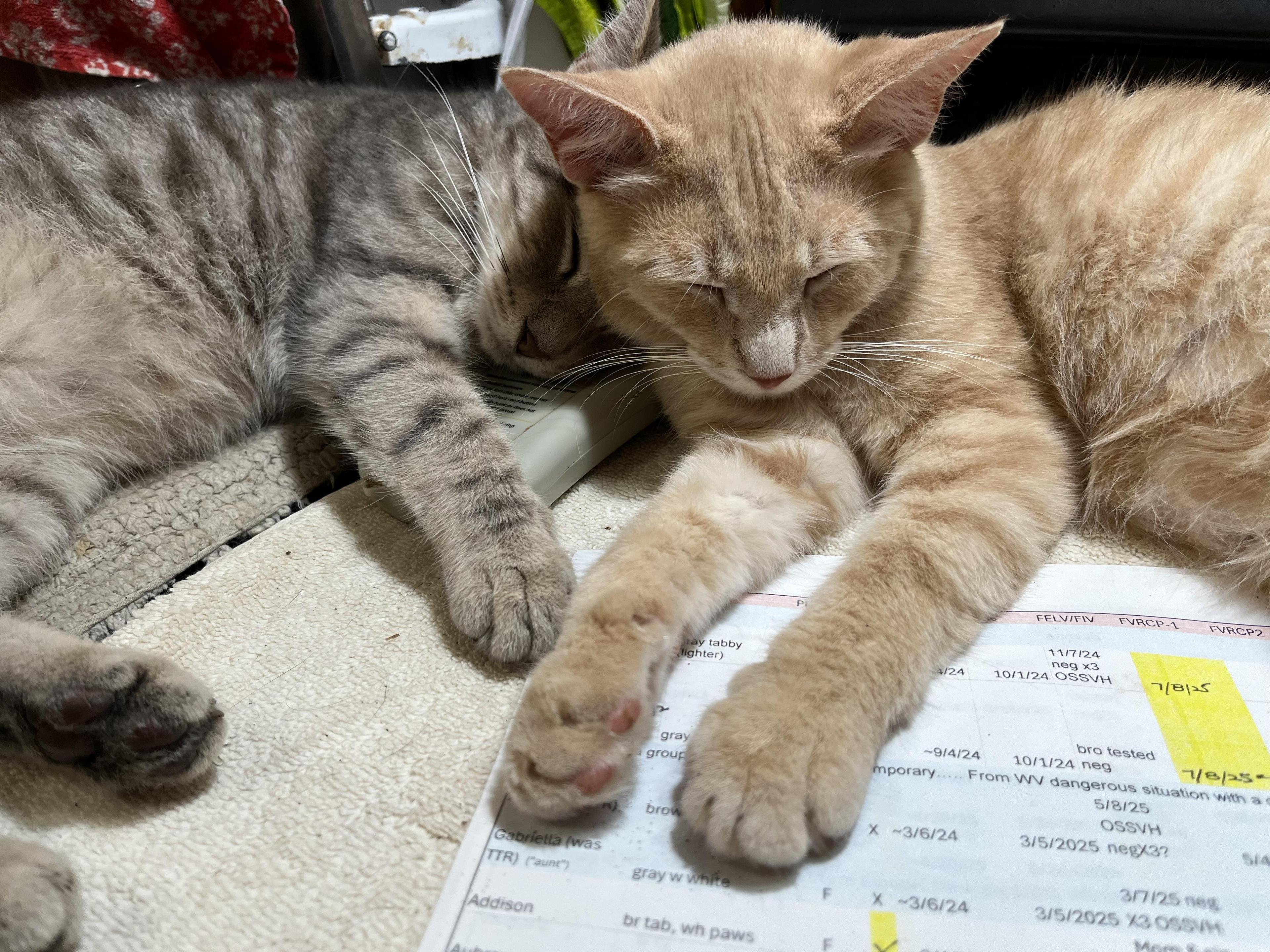 Truckie Addison photo 1