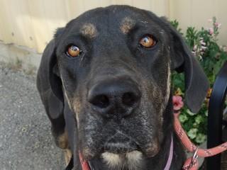 Buttercup Aka Butters