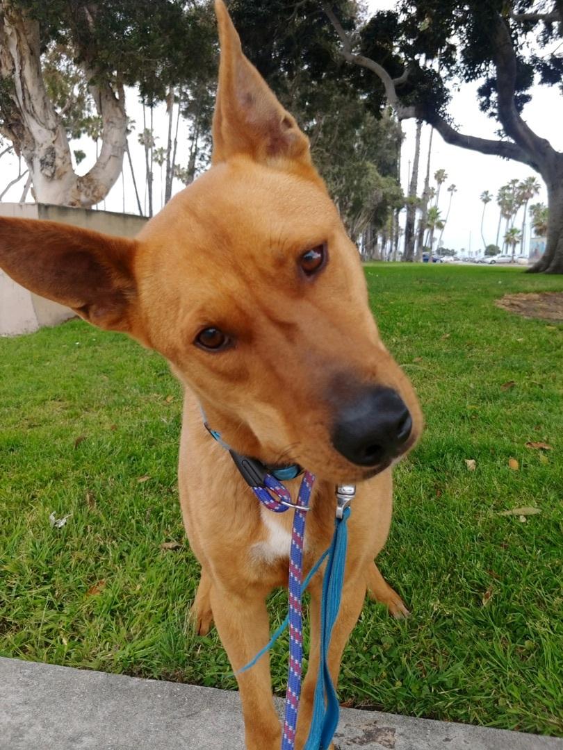 An adult large-sized male Apricot / Beige Carolina Dog dog named Parker for adoption in Bellflower, CA