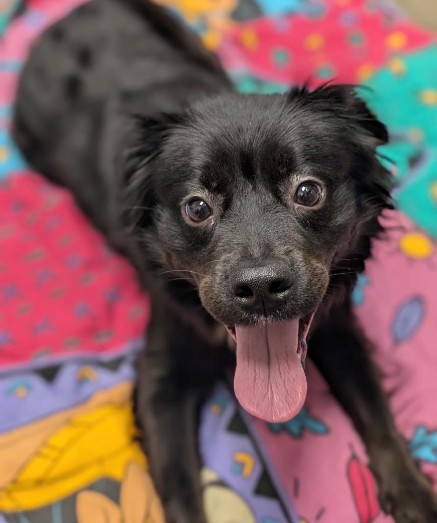 An adult medium-sized female Shepherd dog named Lola for adoption in Defiance, OH