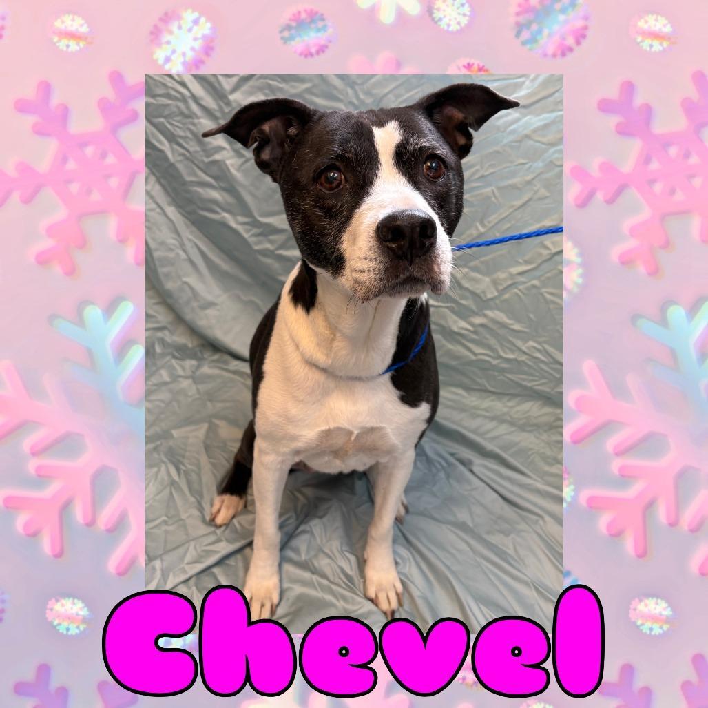 Chevel