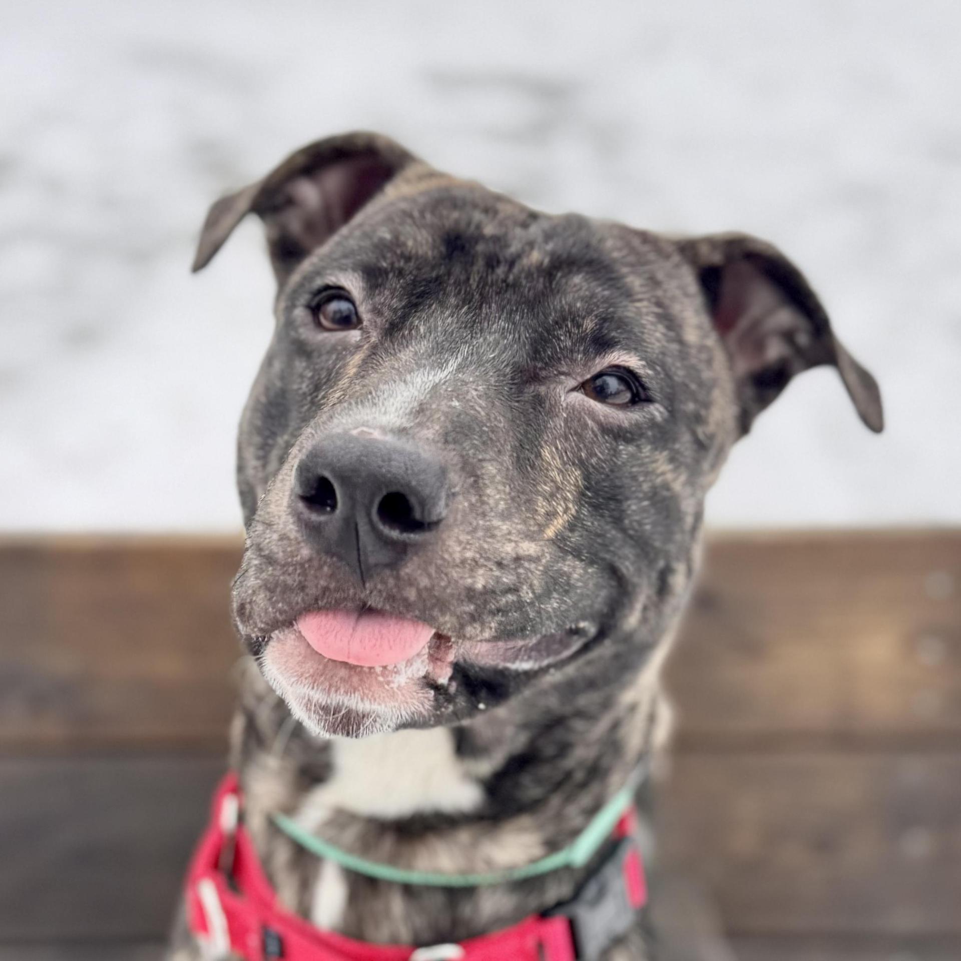 An adult medium-sized male Mixed Breed dog named Deebo for adoption in Midland, MI