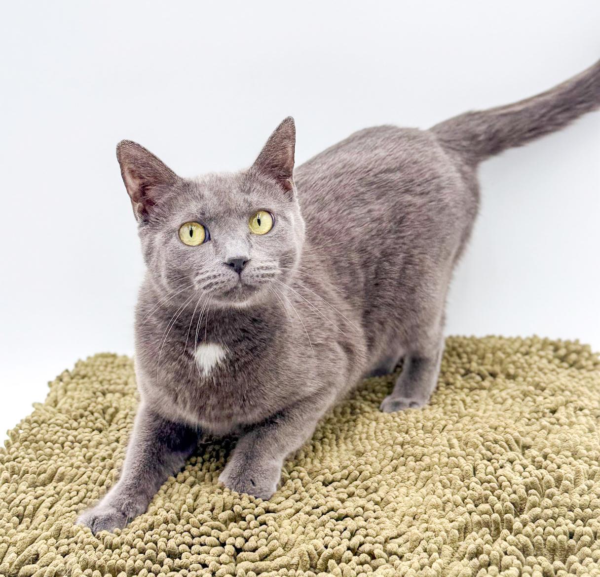 A young small-sized female Gray / Blue / Silver Russian Blue cat named Vera Cannot Be Any for adoption in Bedford Hills, NY