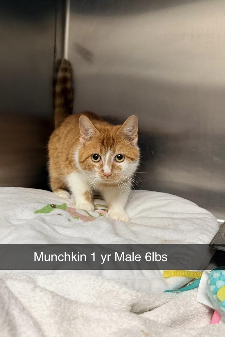 An adult medium-sized male Orange & White Domestic Short Hair cat named Munchkin for adoption in Amherst, VA