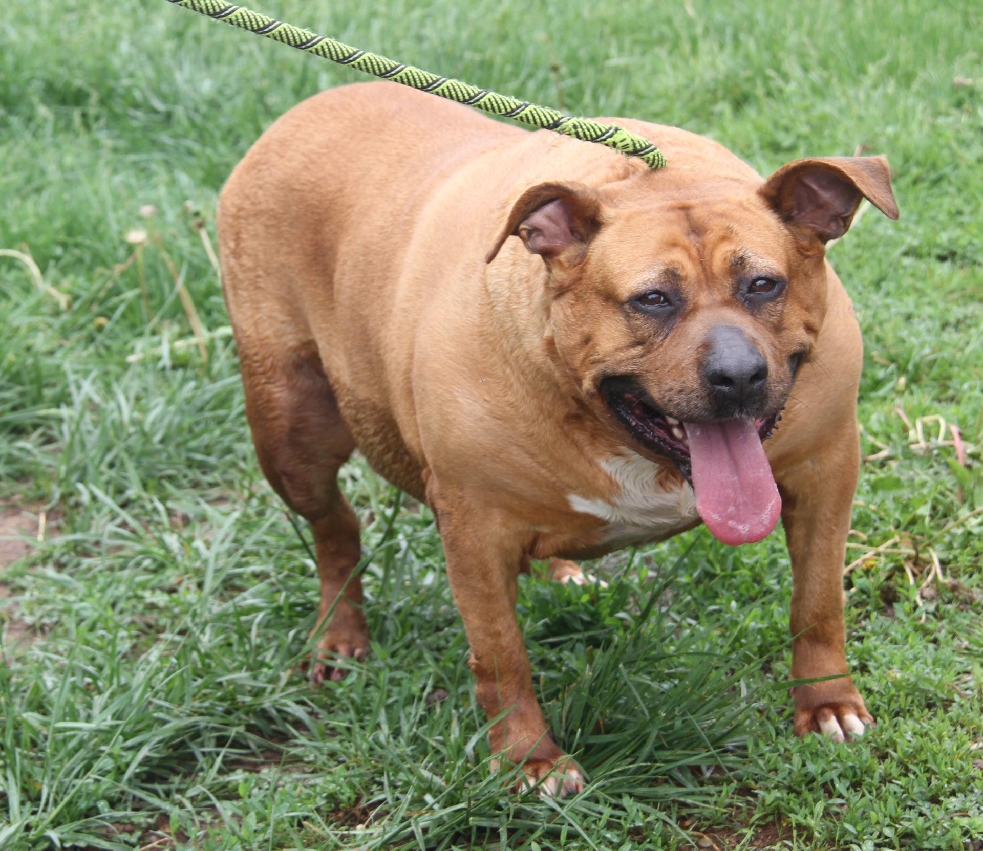 An adult extra large-sized female Yellow / Tan / Blond / Fawn Pit Bull Terrier dog named Chloe for adoption in Marietta, OH