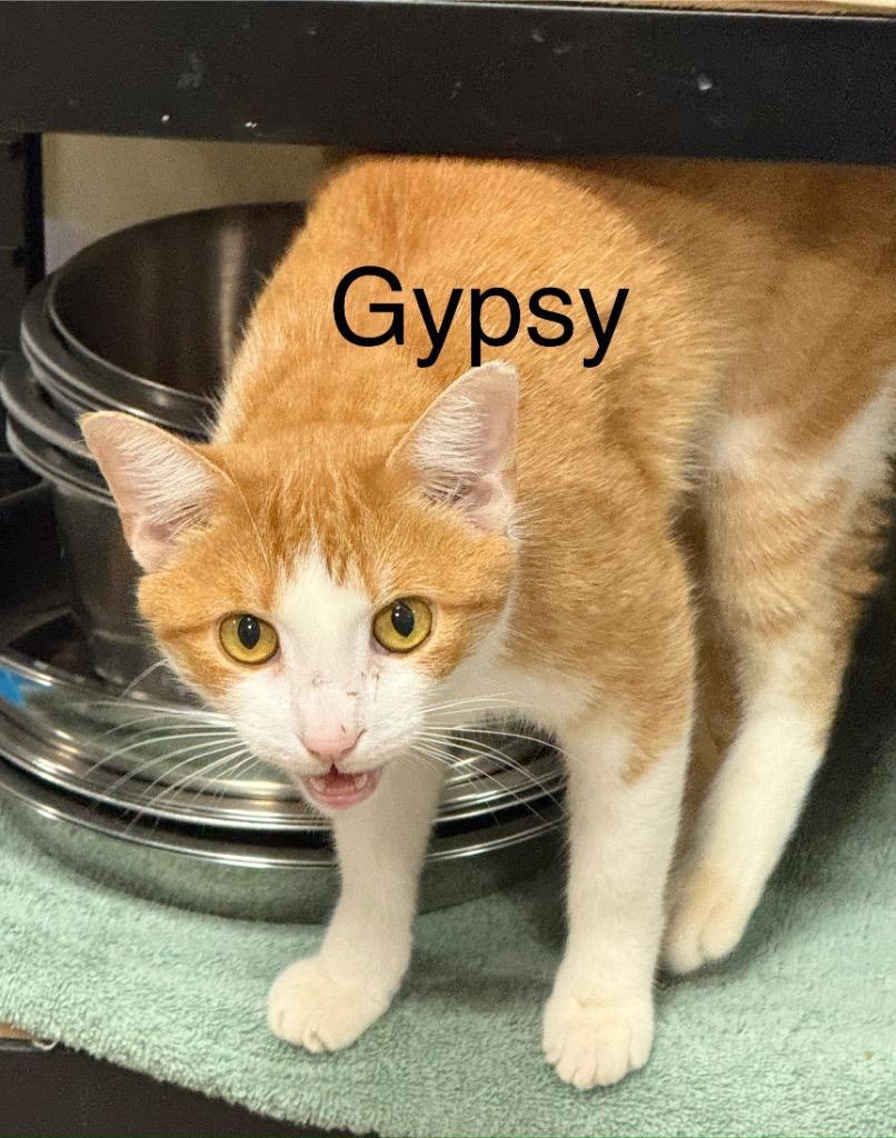Gypsy photo 1