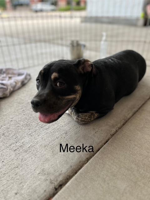Meeka