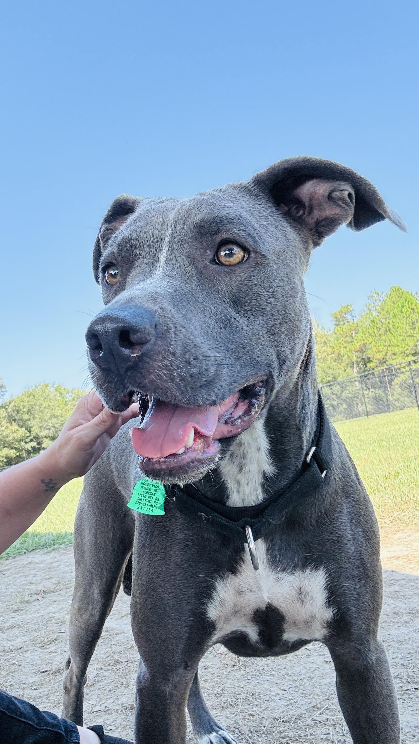 An adult medium-sized male Gray / Blue / Silver Pit Bull Terrier dog named Buck for adoption in Saucier, MS