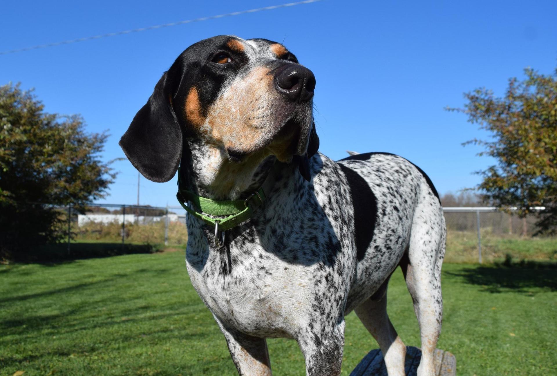 An adult large-sized male Tricolor (Brown, Black, & White) Bluetick Coonhound dog named Drew for adoption in Tomah, WI