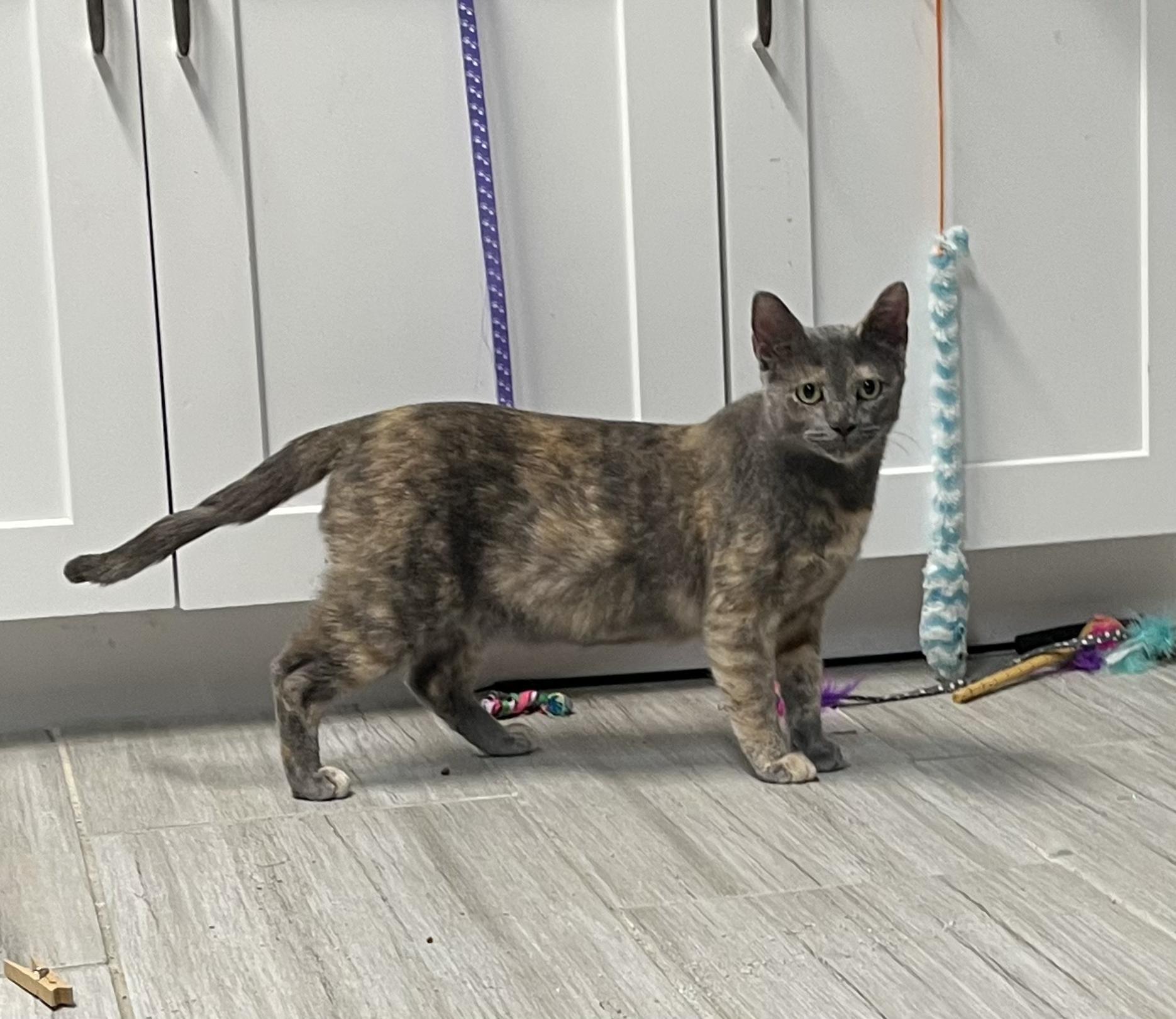 Vivienneportofino Petsmart