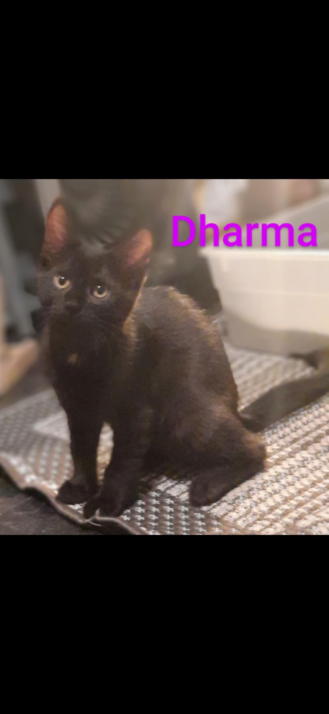 Dharma