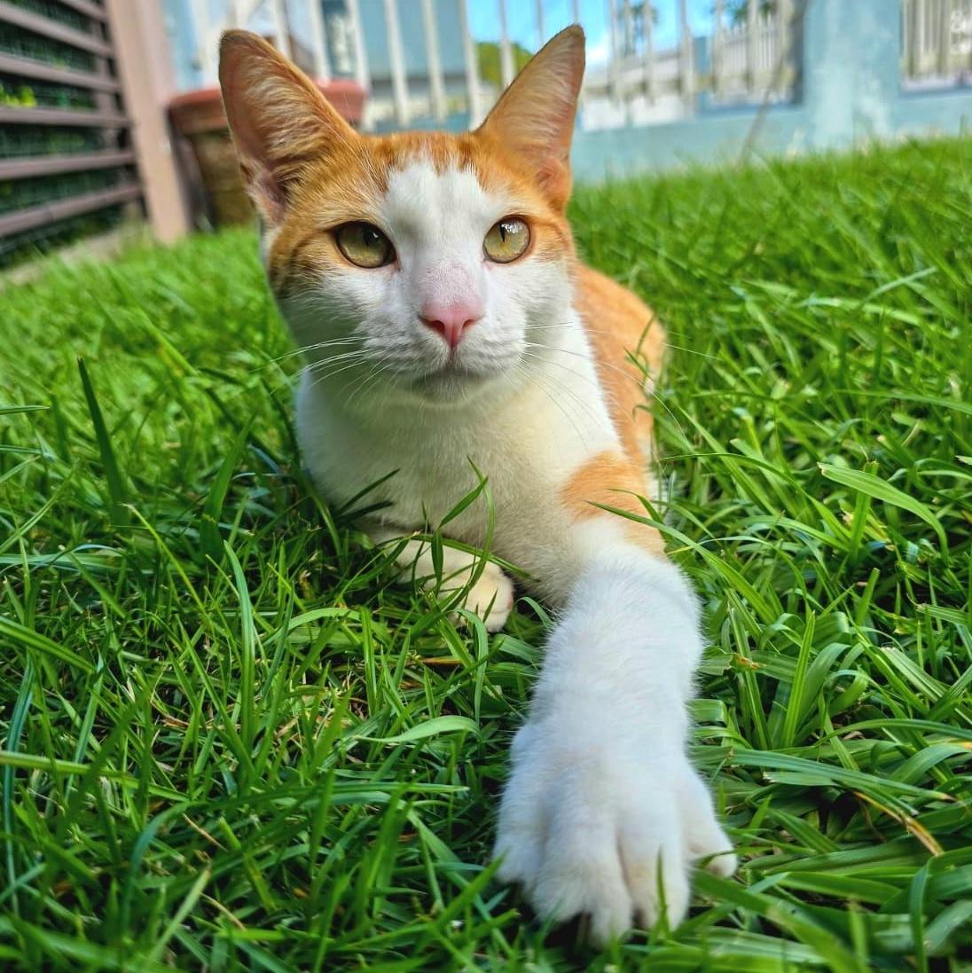 Francisco "cat & Dog