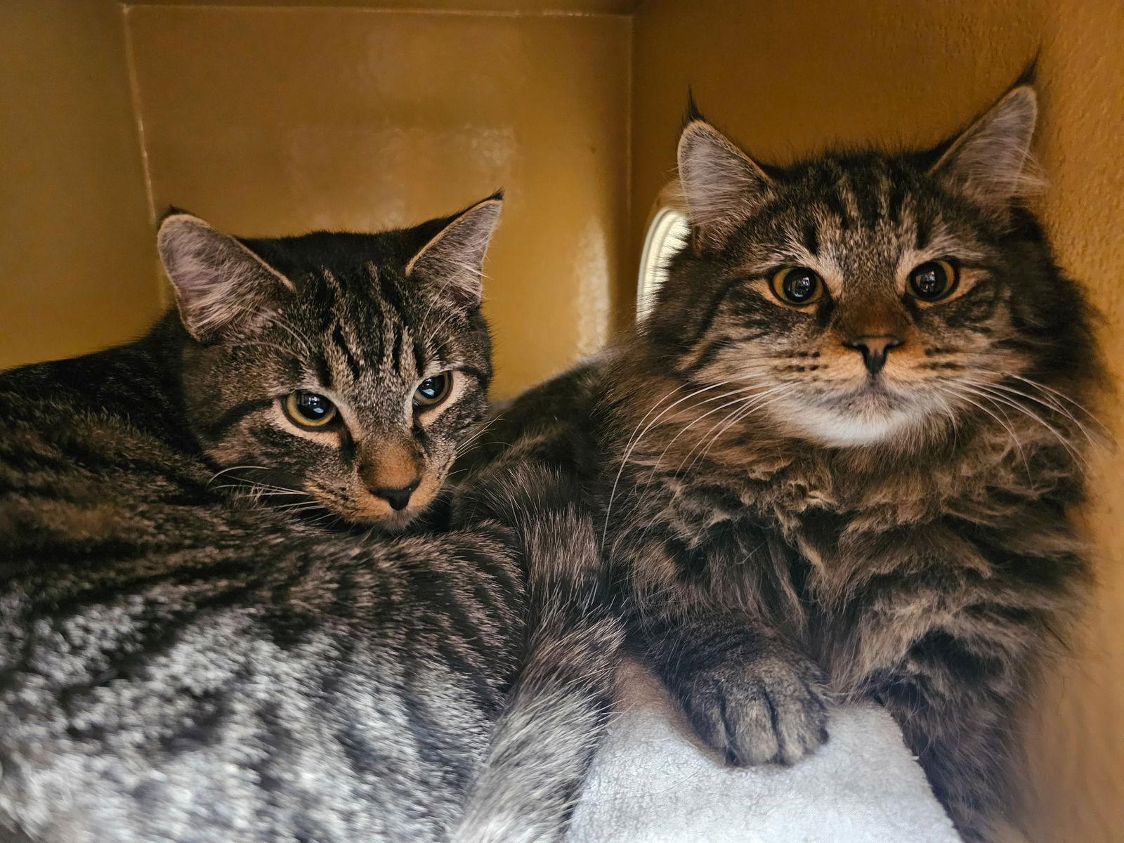 Furgus Bonded photo 1