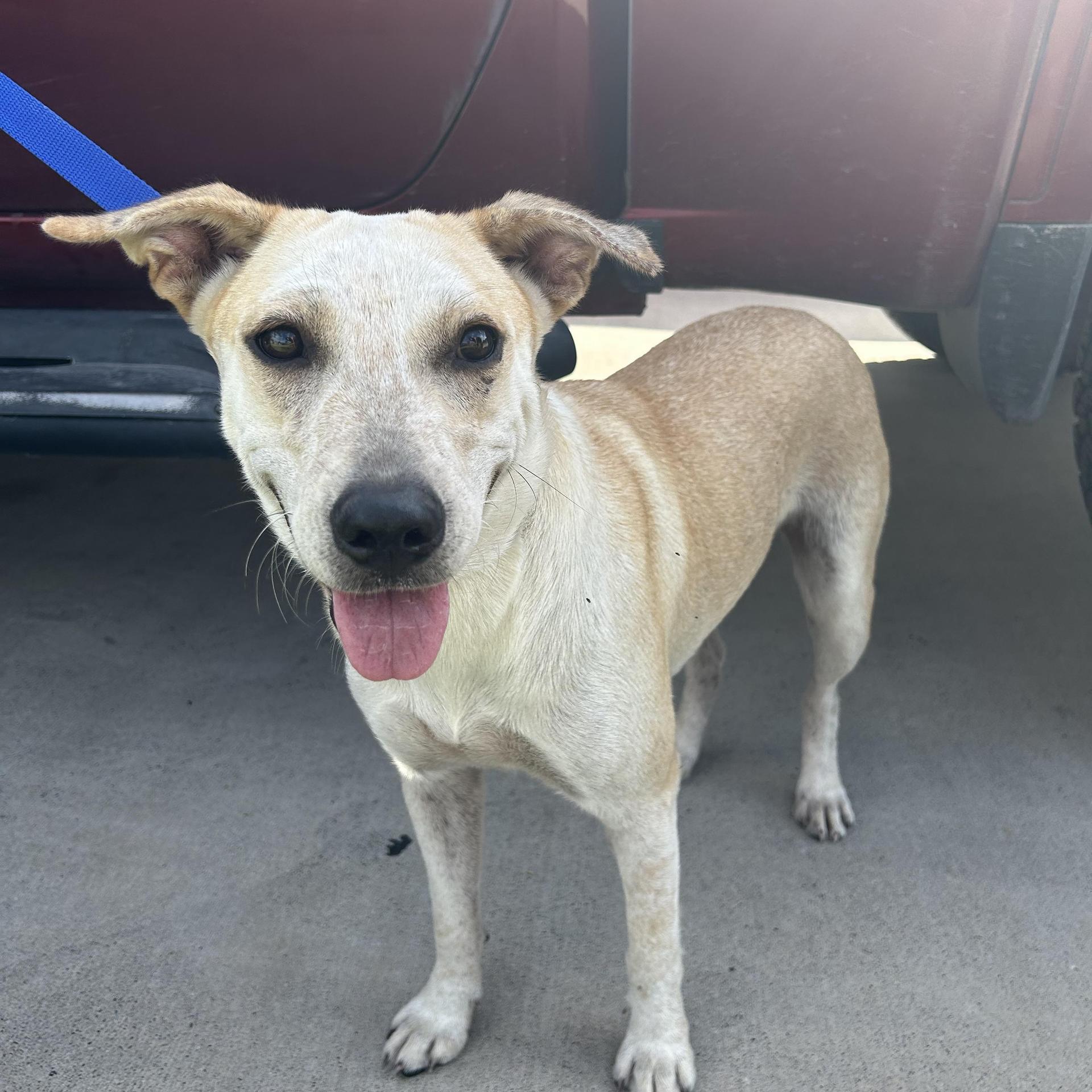 A young medium-sized female Labrador Retriever dog named Lily for adoption in Harlingen, TX