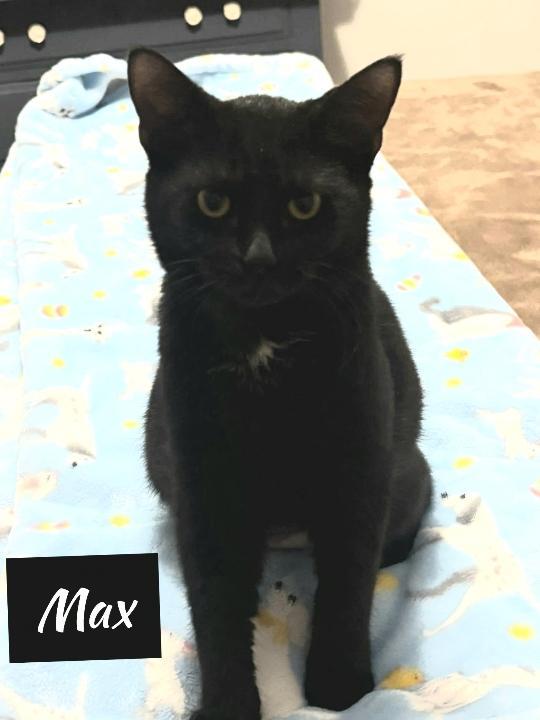 A baby small-sized female Black Domestic Short Hair cat named Max for adoption in Shrewsbury, MA