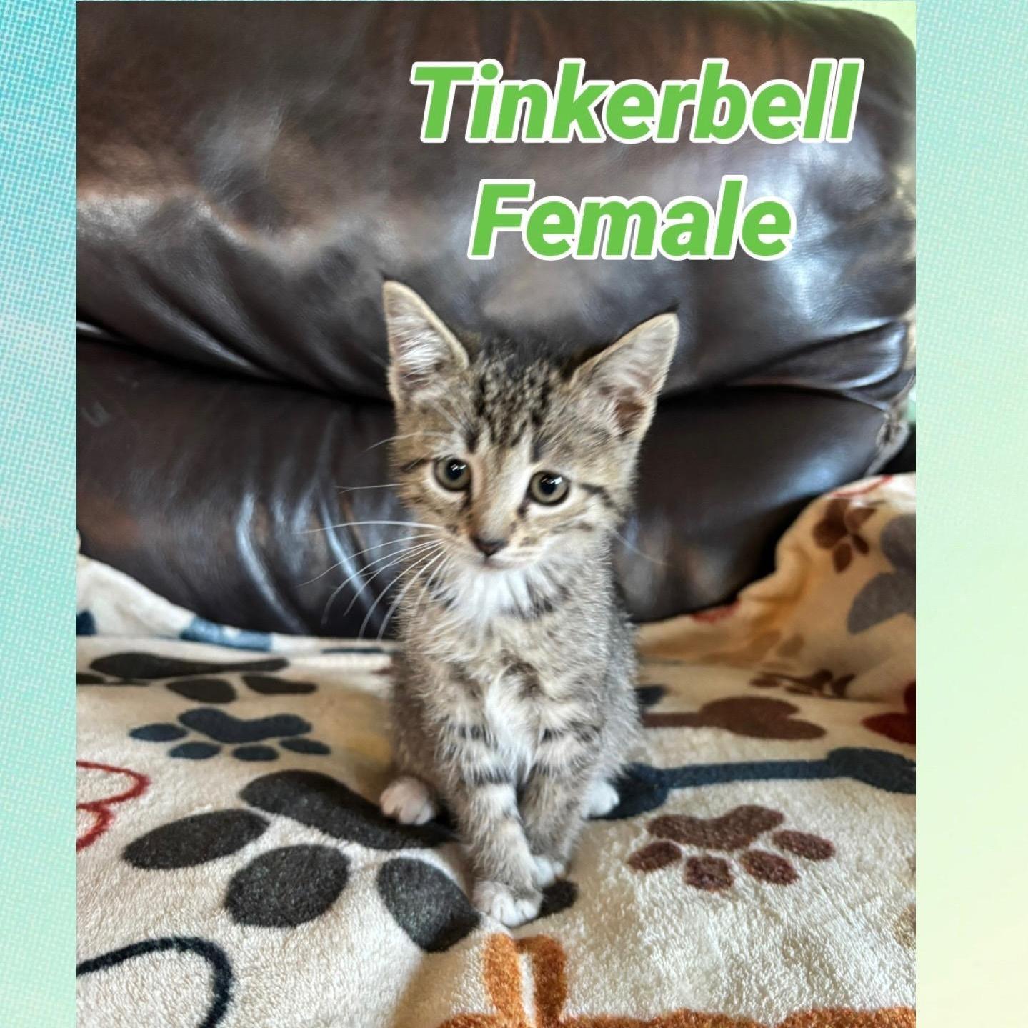 Tinkerbell