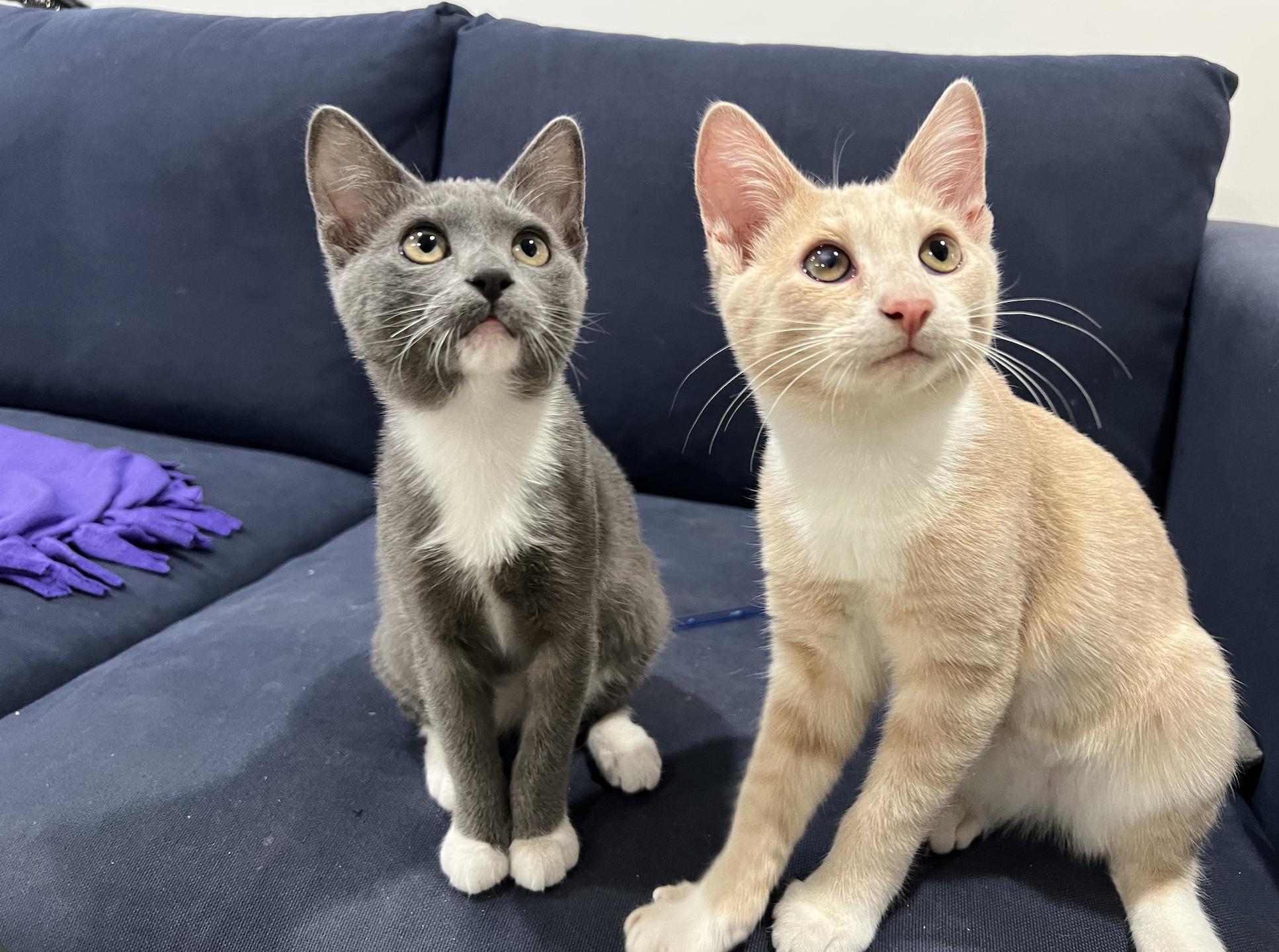 Baby Corn And Stuffin'