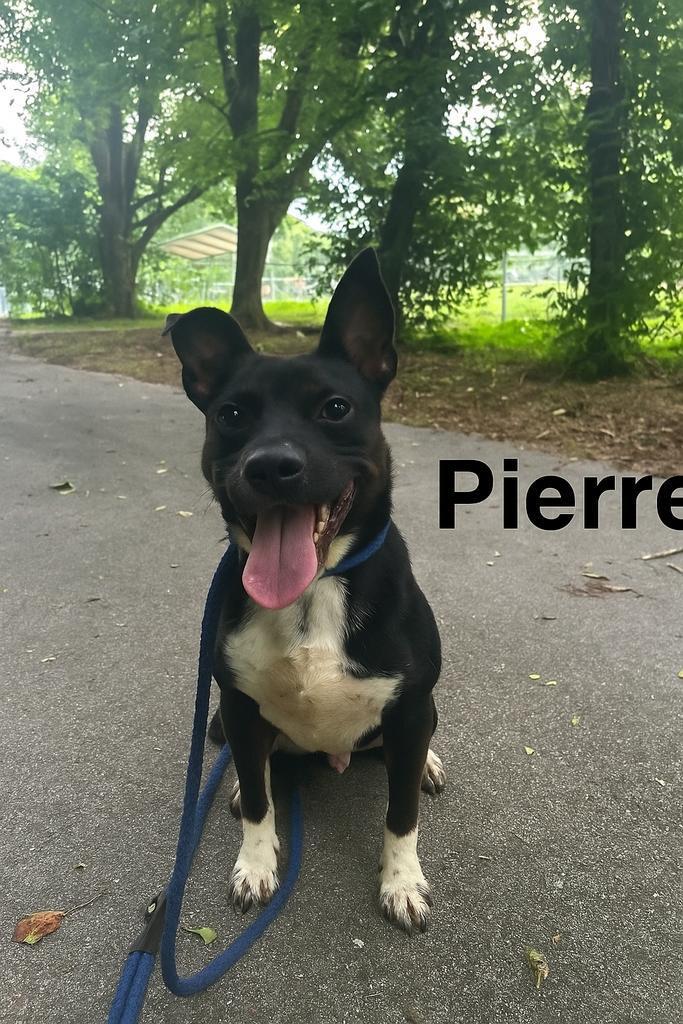 Pierre
