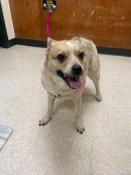 An adult medium-sized female Australian Cattle Dog / Blue Heeler dog named Hopper for adoption in Burlington, WA
