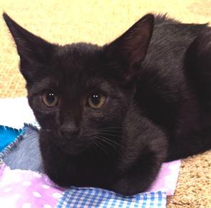 A baby medium-sized female Bombay cat named Cricket & Beetle Got for adoption in San Luis Obispo, CA