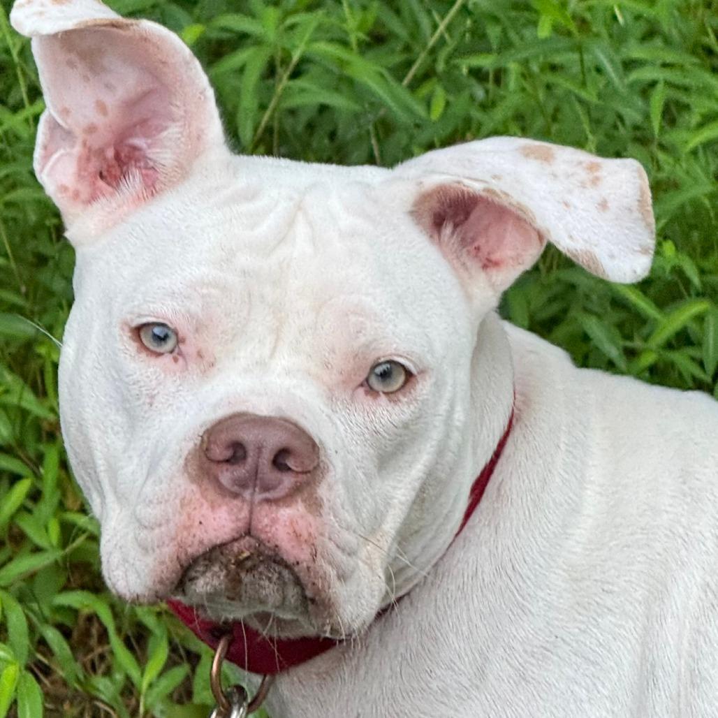 A young medium-sized female White / Cream Pit Bull Terrier dog named Spicy Bean for adoption in Alexandria, VA