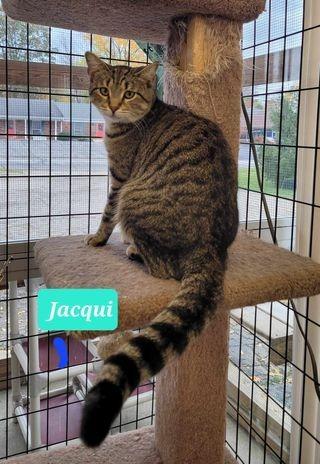 Jacquisponsored