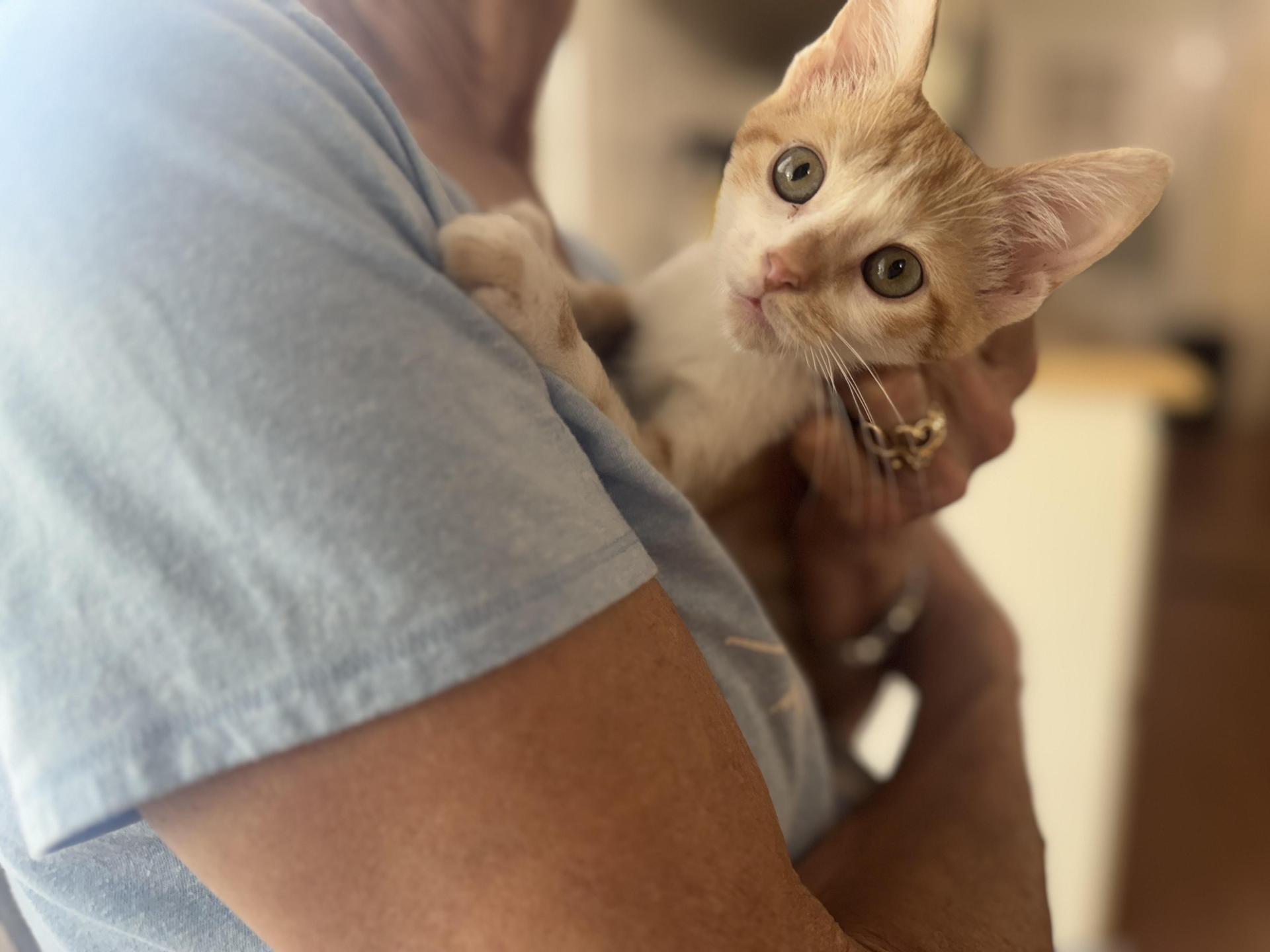 A baby medium-sized female Orange & White Domestic Short Hair cat named Peaches Transport for adoption in Gradyville, KY