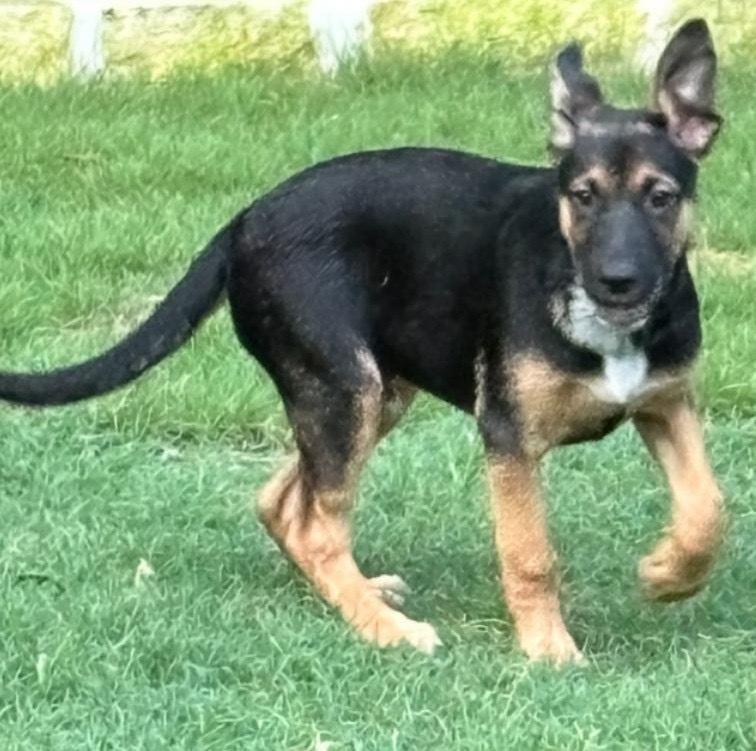 A young medium-sized male Brown / Chocolate Shepherd dog named Togo for adoption in Dallas, TX