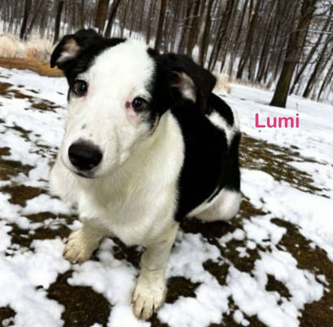 Lumi