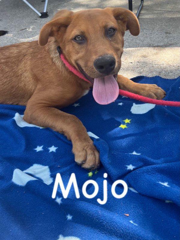 Mojo