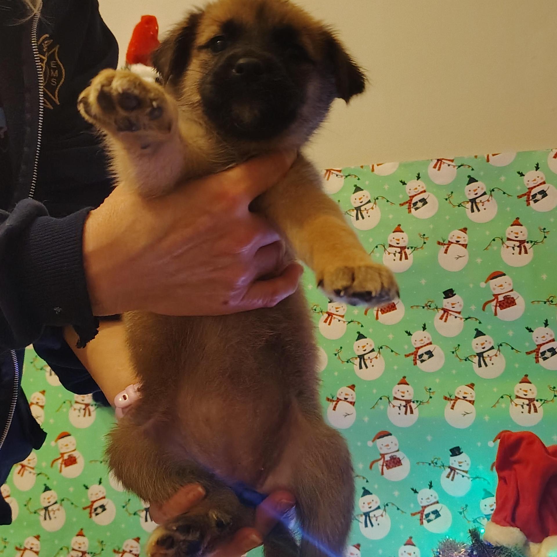 A baby medium-sized female German Shepherd Dog dog named Belle for adoption in Sumter, SC