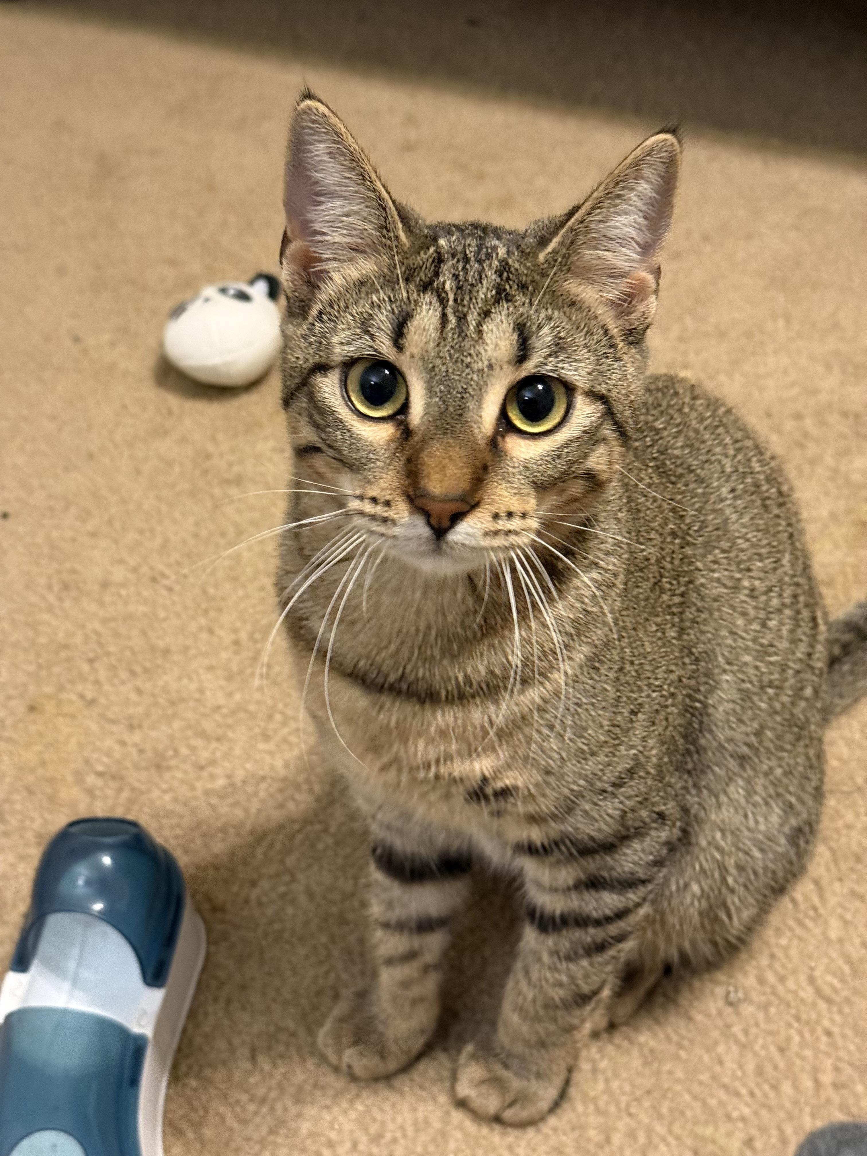 Lori Portofino Petsmart