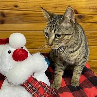 A baby medium-sized female Tabby cat named Sundance Petite And for adoption in Southern Pines, NC