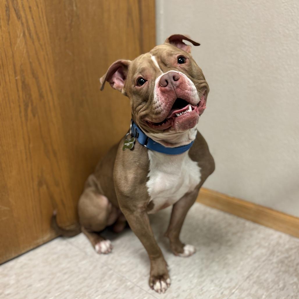 An adult medium-sized male Brown / Chocolate Pit Bull Terrier dog named Sandwich for adoption in Fargo, ND