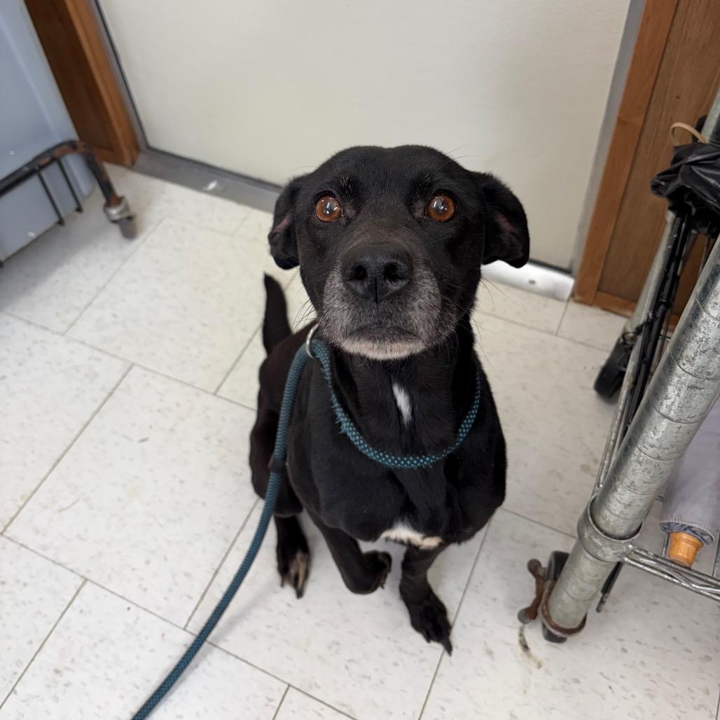 A senior medium-sized female Black Mixed Breed dog named Ellie Mae for adoption in Columbiana, AL