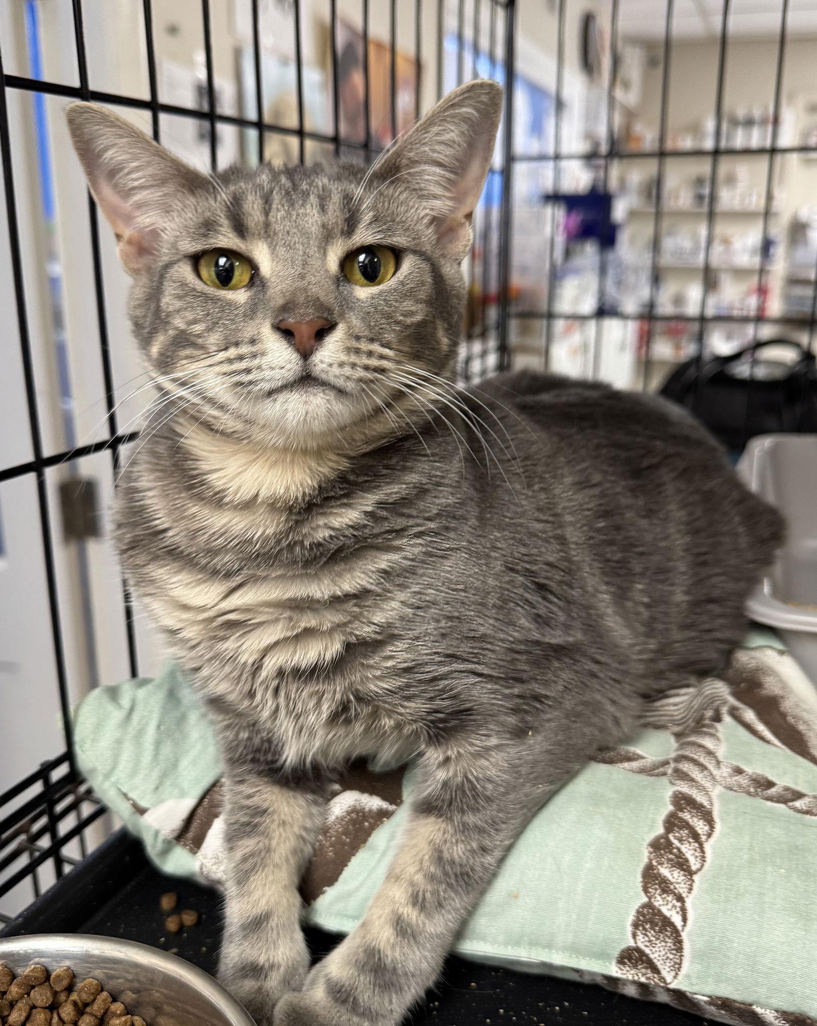 Tyger Petsmart Aventura