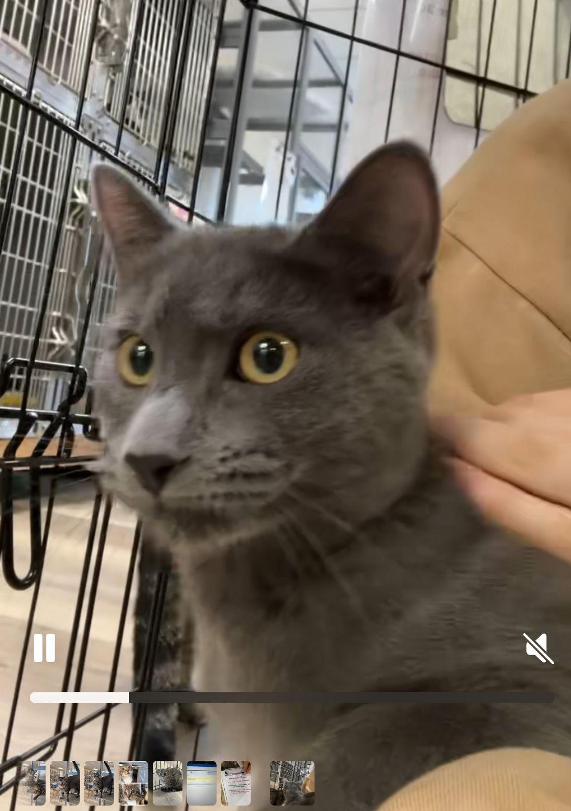 A young medium-sized male American Shorthair cat named Weston for adoption in Massapequa, NY