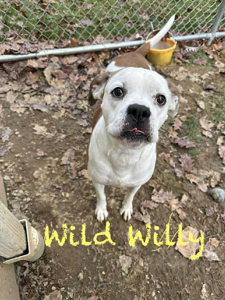 Wild Willy