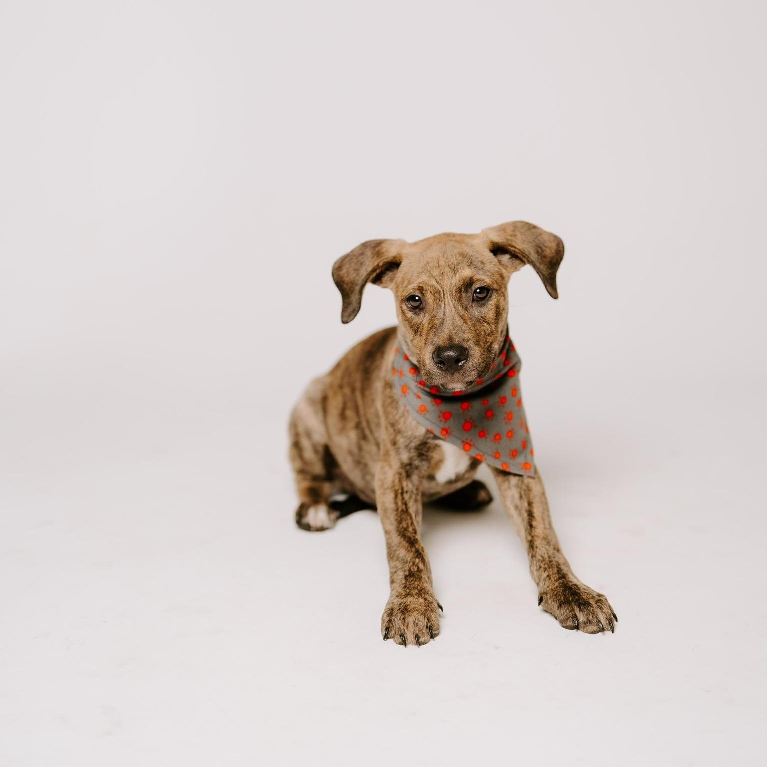 A young medium-sized female White / Cream Pit Bull Terrier dog named Kokomo for adoption in Spring, TX