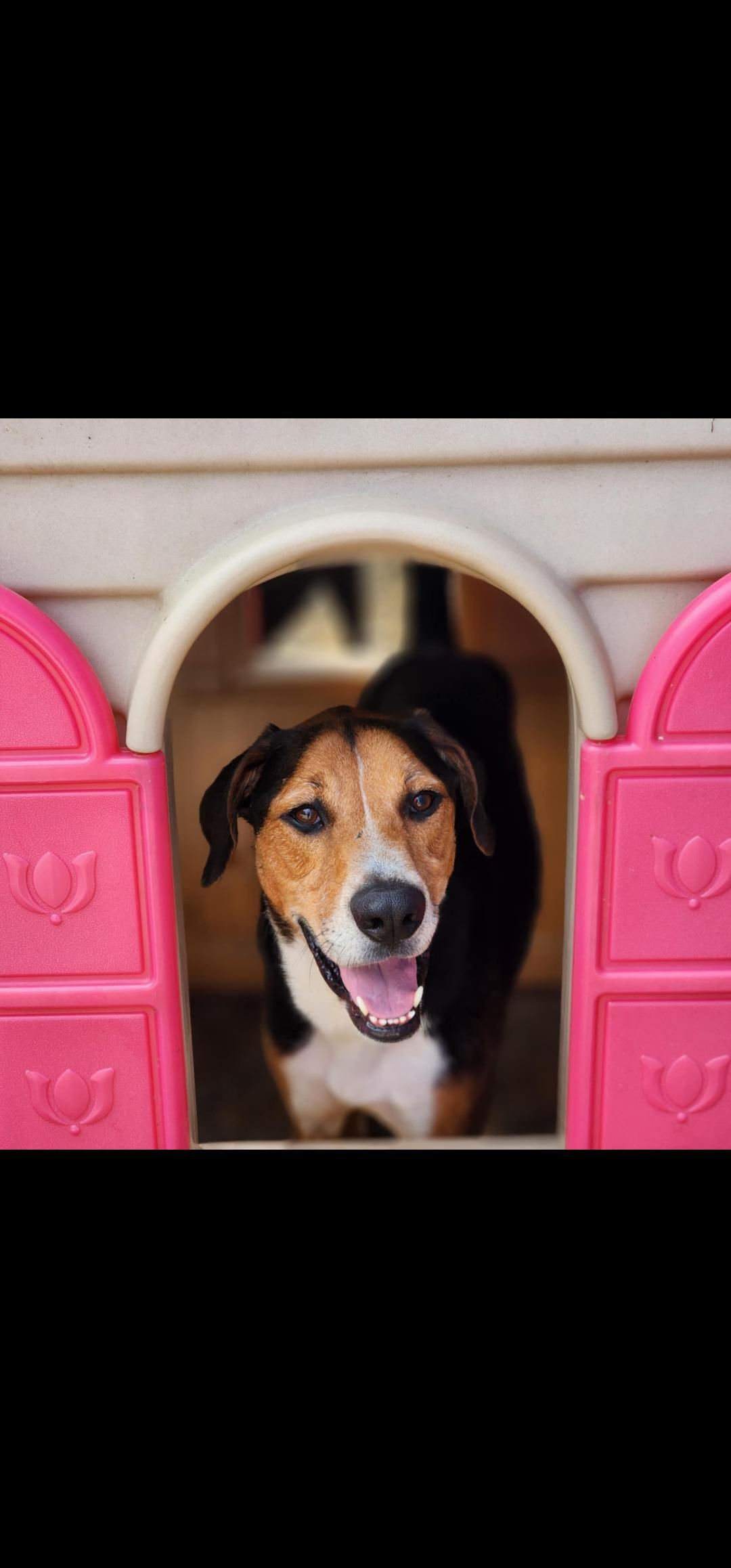 An adult medium-sized male Tricolor (Brown, Black, & White) Black and Tan Coonhound dog named Hank for adoption in Chuckey, TN