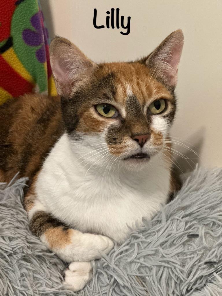 Lilly
