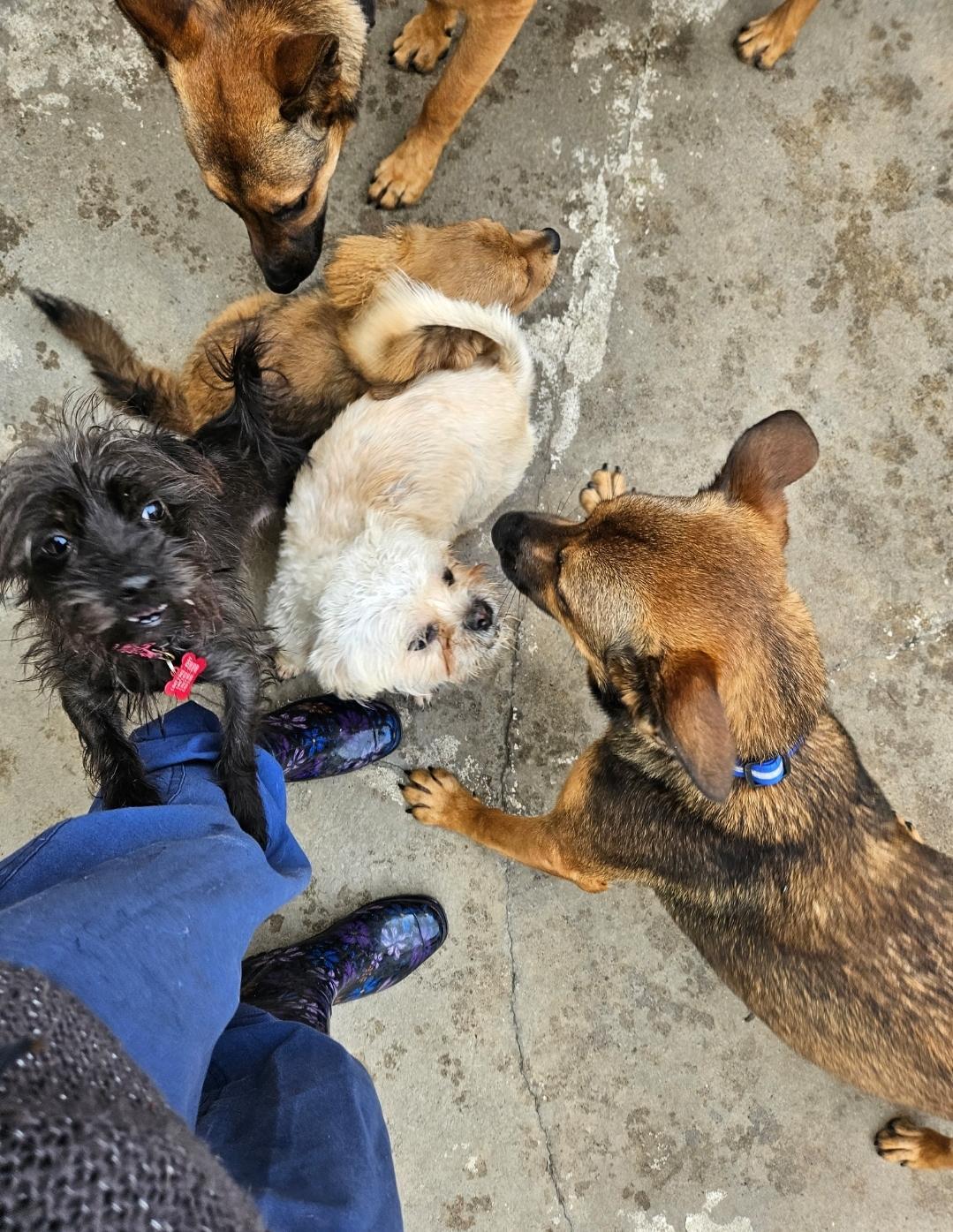 Ms Scruffs! Playing With