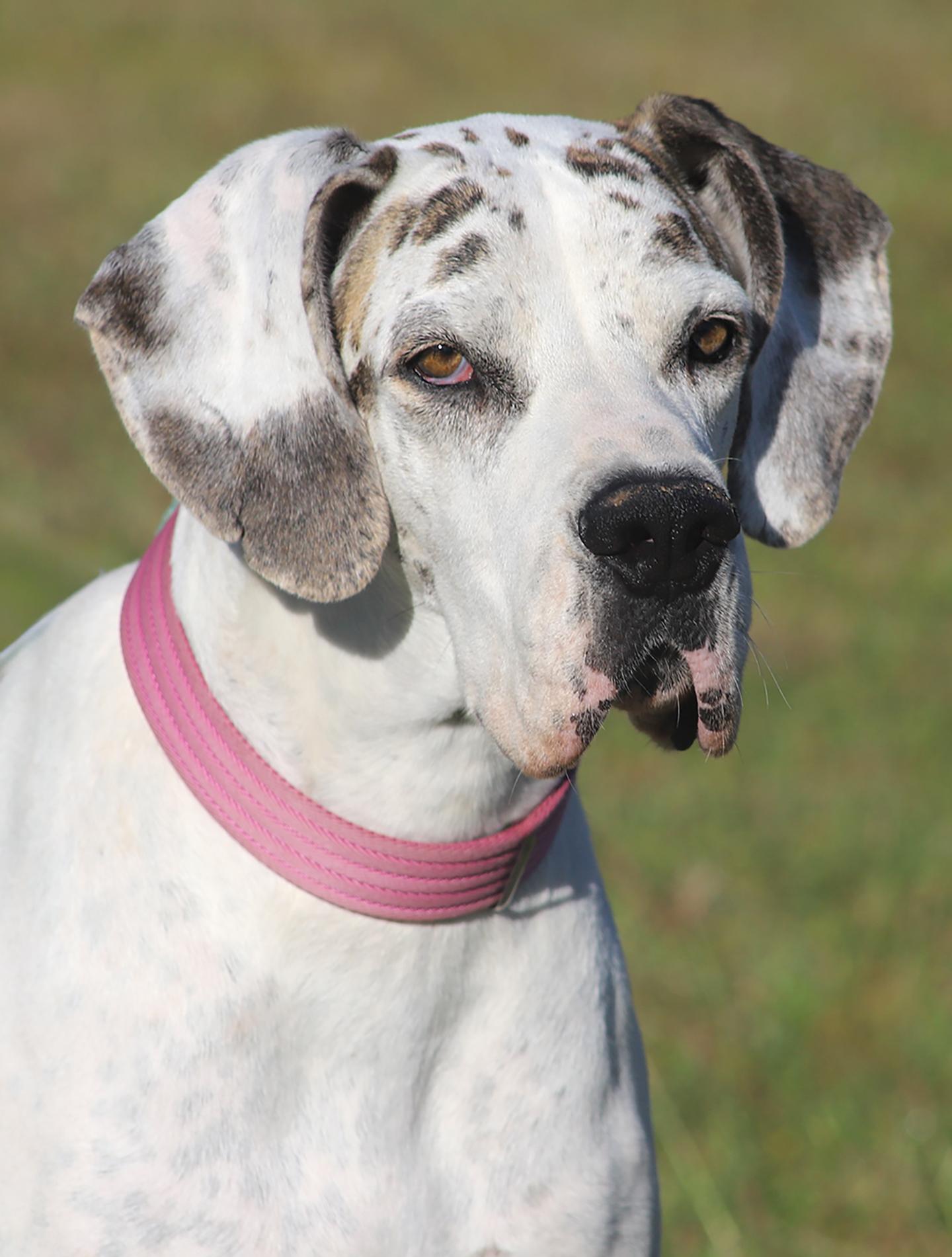 Zinnia Medical Hold Hwt